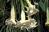 BRUGMANSIA CANDIDA DOUBLE WHITE CLOSE UP WHITE FLOWERS.