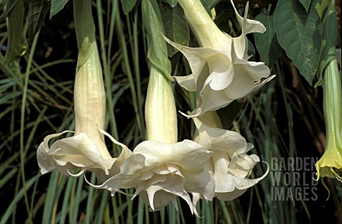 BRUGMANSIA_CANDIDA_DOUBLE_WHITE_CLOSE_UP_WHITE_FLOWERS