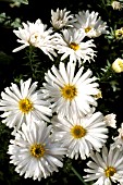 ASTER NOVI BELGII SNOWSPRITE,  WHITE, FLOWERS, CLOSE UP