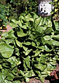 RADICCHIO VARIEGATA DI CASTELFRANCO (CICHORIUM NTYBUS)