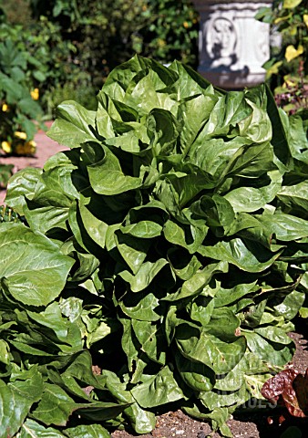 RADICCHIO_VARIEGATA_DI_CASTELFRANCO_CICHORIUM_NTYBUS