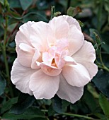 ROSA SOUVENIR DE ST. ANNES, (ROSE SOUVENIR DE ST. ANNES)