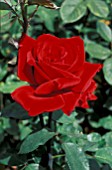 ROSA CRIMSON TIDE HYBRID TEA ROSE,  ROSE