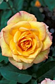 ROSA GOLD MEDAL HYBRID TEA,  ROSE