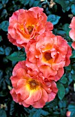 ROSA LIVIN EASY FLORIBUNDA, ROSE