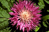 CENTAUREA HYPOLEUCA,  JOHN COUTTS,  KNAPWEED,  CORNFLOWER