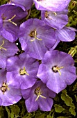 CAMPANULA CARPATICA,  KARL FOERSTER,  BELLFLOWER