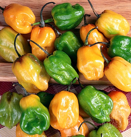 CAPSICUM_CHINENSE_HABANERO_HABANERO_CHILI_PEPPER