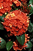 IXORA COCCINEA,  MAUI,   JUNGLE GERANIUM,  PORTRAIT