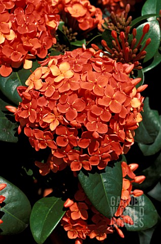 _IXORA_COCCINEA__MAUI___JUNGLE_GERANIUM__PORTRAIT