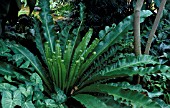 ASPLENIUM NIDUS,  FERN,  BHIRDS NEST FERN,  ASPLENIACEAE,  WHOLE PLANT