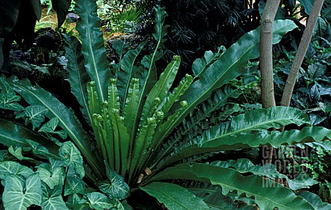 ASPLENIUM_NIDUS__FERN__BHIRDS_NEST_FERN__ASPLENIACEAE__WHOLE_PLANT