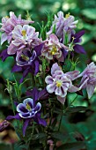 AQUILEGIA BIEDERMEIER,  PERENNIAL, BLUE, FLOWER, CLOSE UP,  LATE SPRING, EARLY SUMMER