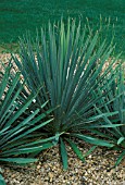 YUCCA ARKANSANA