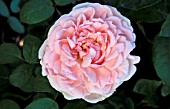 ROSA EGLANTYNE SHRUB, ROSE,