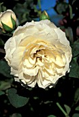 ROSA PERDITA SHRUB, ROSE