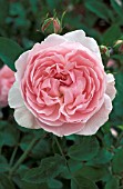 ROSA REDOUTE SHRUB, ROSE