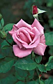 ROSA BLUE NILE ROSE