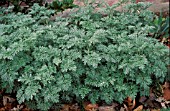 ARTEMISIA POWIS CASTLE,  SILVER, FOLIAGE, WHOLE, PLANT