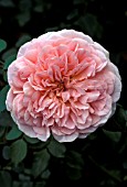 ROSA ABRAHAM DARBY SHRUB,  ROSE