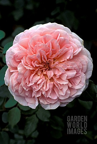 ROSA_ABRAHAM_DARBY_SHRUB__ROSE