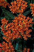 ASCLEPIAS TUBEROSA,  ORANGE, FLOWERS, CLOSE UP