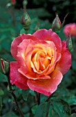 ROSA BROADWAY ROSE