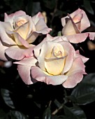 ROSA PRISTINE HYBRID TEA, ROSE