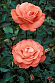 ROSA AINSLEY DICKSON FLORIBUNDA,  ROSE