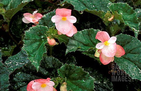 _BEGONIA_RICHMONDENSIS__WATER_DROPLETS_ON_PLANT