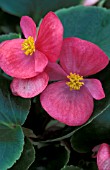 BEGONIA SEMPERFLORENS