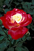 ROSA DOUBLE DELIGHT HYBRID TEA ROSE,  ROSE