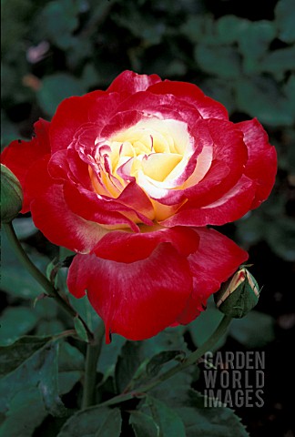 ROSA_DOUBLE_DELIGHT_HYBRID_TEA_ROSE__ROSE