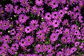 BRACHYCOME,  PURPLE SPLENDOUR,  SWAN RIVER DAISY