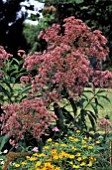 EUPATORIUM GATEWAY PINK FLOWERS. MOISTURE LOVING ADORED BY BEES AND BUTTERFLIES.