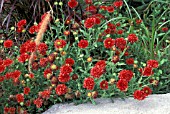 GAILLARDIA PULCHELLA RED PLUME A MASS OF RED FLOWERHEADS WITH MIXED GRASSES.