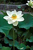 NELUMBO NUCIFERA,  ALBA GRANDIFLORA,  FLOWER AND FOLIAGE