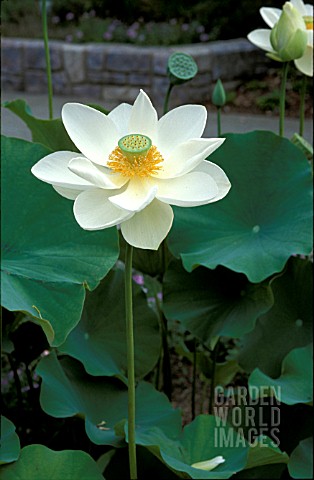 _NELUMBO_NUCIFERA__ALBA_GRANDIFLORA__FLOWER_AND_FOLIAGE