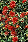 GAILLARDIA PULCHELLA ,  RED PLUME,   BLANKET FLOWER