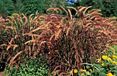 PENNISETUM SETACEUM RUBRUM,  GRASS,  POACEAE