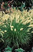 PENNISETUM ALOPECUROIDES HAMELIN,  GRASS,  POACEAE