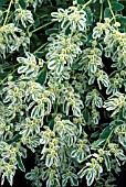 EUPHORBIA MARGINATA,  SNOW ON THE MOUNTAINS