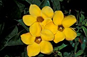 ALLAMANDA CATHARTICA,  EVERGREEN, CLIMBER, YELLOW, FLOWERS, CLOSE UP, SUMMER