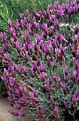 LAVANDULA STOECHASFRENCH LAVENDER