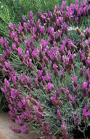 _LAVANDULA_STOECHASFRENCH_LAVENDER