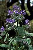 BORAGE,  BORAGO, OFFICINALIS, CLOSE UP