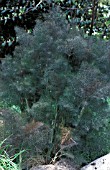 FOENICULUM VULGARE,  PURPURESCENS,   BRONZE LEAVED FENNEL