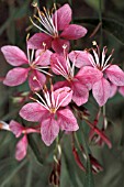 GAURA LINDHEIMERI,  SISKIYOU PINK,  OPEN FLOWERS(EACH FLOWER LASTS ONLY A DAY)