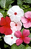 CATHARANTHUS  ROSEUS,  MIX,  MADAGASCAR PERIWINKLE