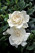 GARDENIA AUGUSTA,  VEITCHII  (SYN. JASMINOIDES),  FLOWERS AND FOLIAGE